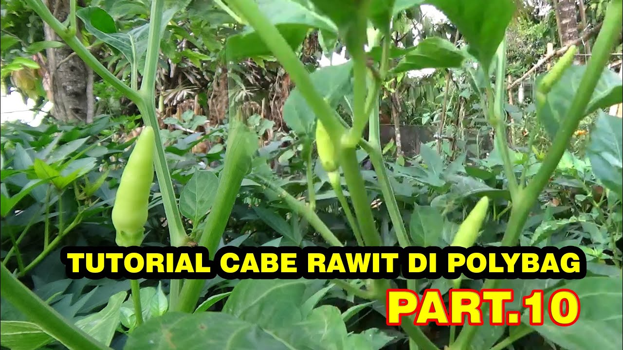 Tutorial Tani Menanam CABE  dI Polybag   Lanjutan  Pupuk Bunga   PART 10