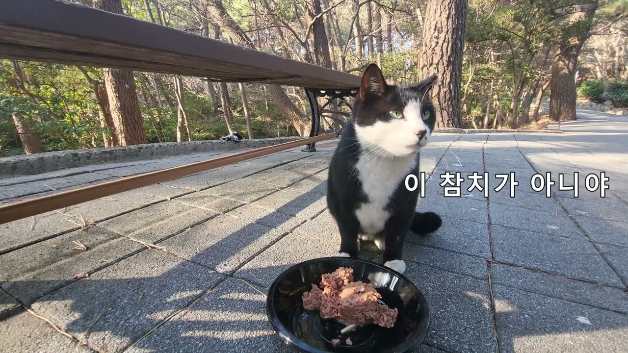 바닷가냥이 입맛 맞추기 어렵네