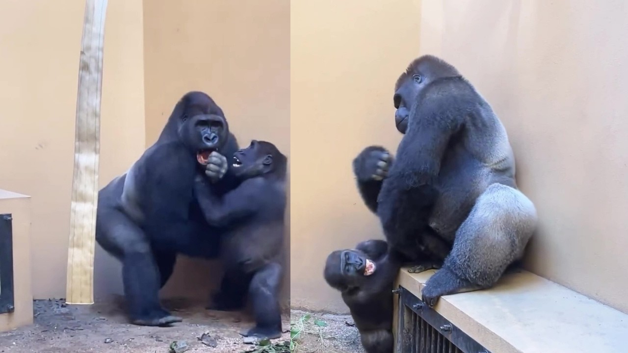 Gorilla's Wrestling Match: Kintaro vs. All!
