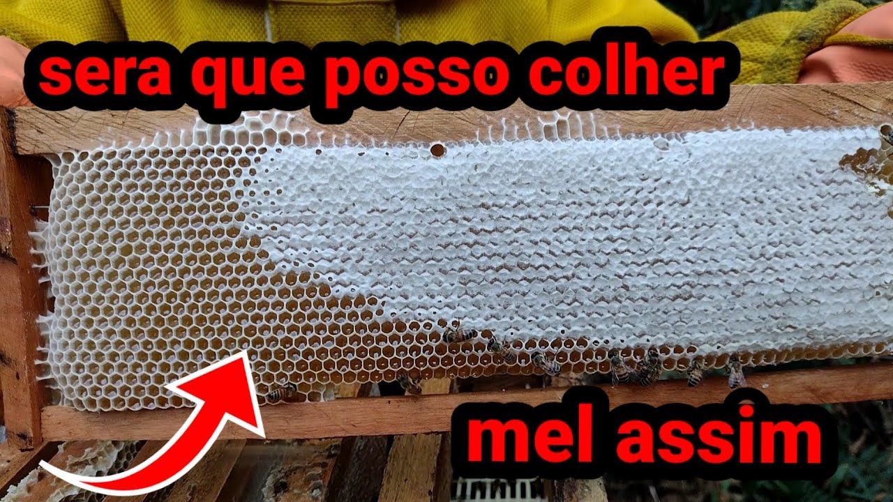 posso colher favo de mel assim com uma parte sem estar operculada?