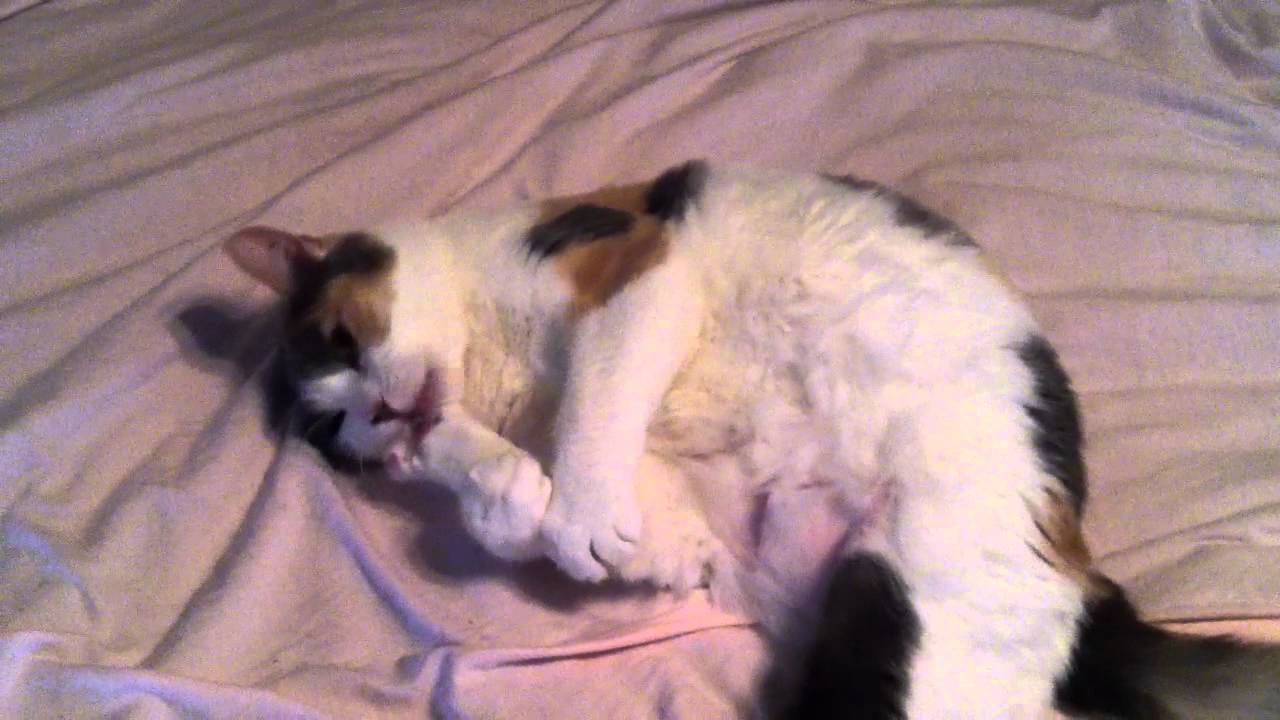 Funny Cat Antics