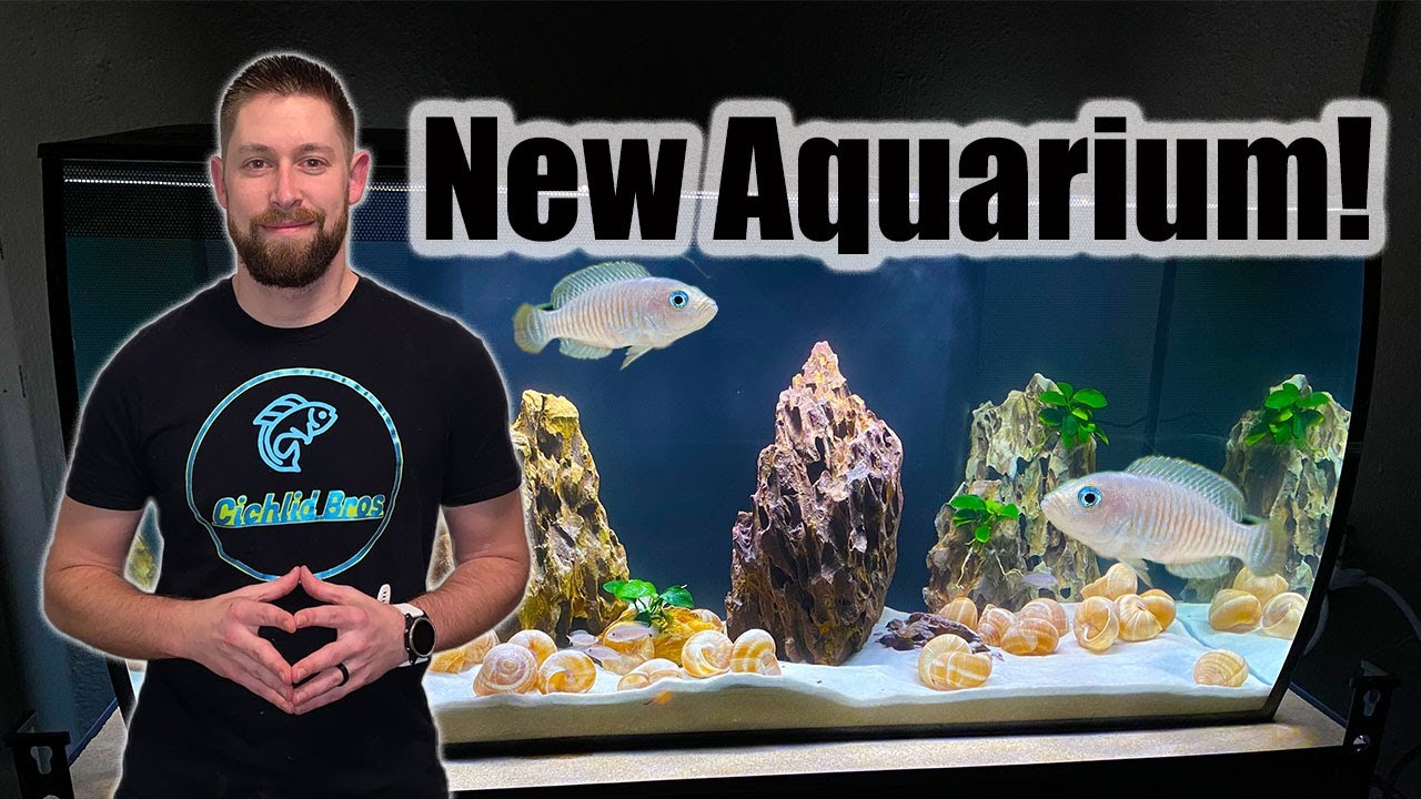 World's Smallest Cichlids | African Shell Dweller Tank