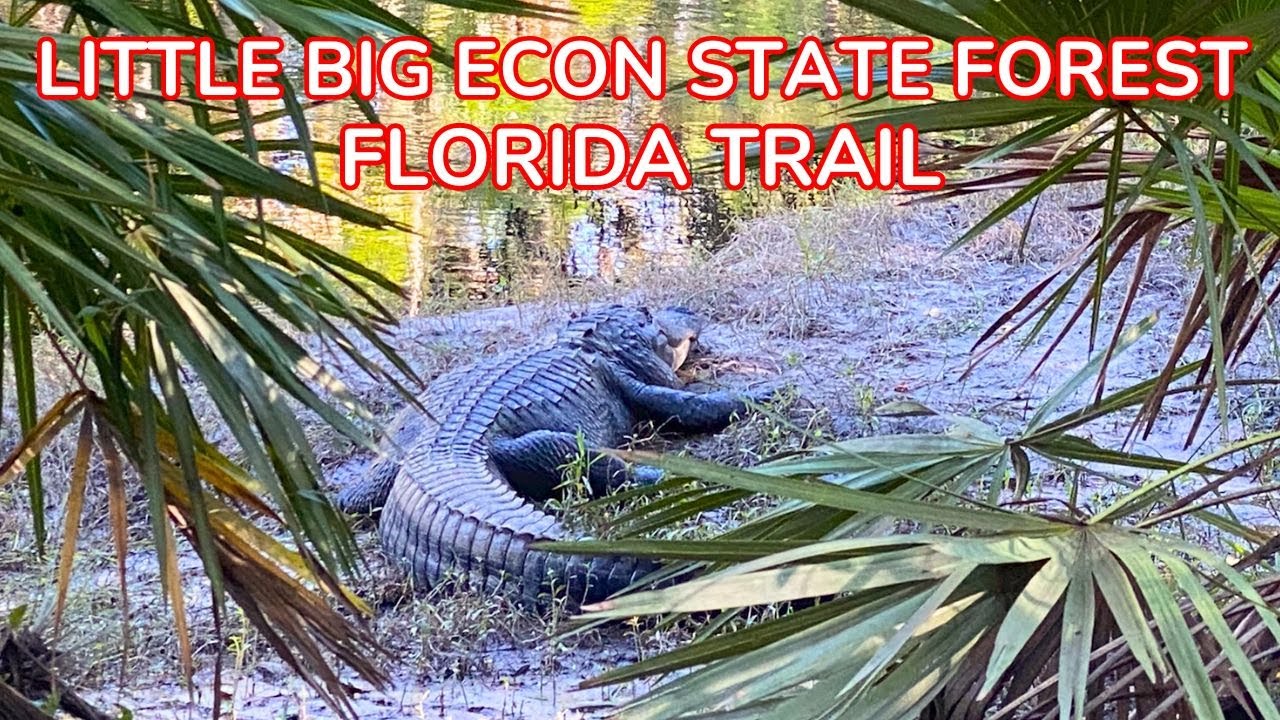 Solo Hiking Florida Trail - Little Big Econ State Forest | Campsite Tour & Massive Gators!