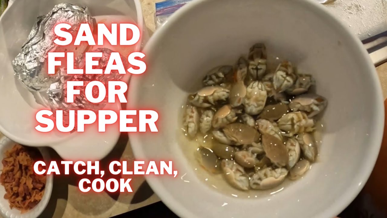 Sand Flea (Catch, Clean, & Cook) | OBX Fishing | Catching Mole Crabs | Cooking Sand Fleas