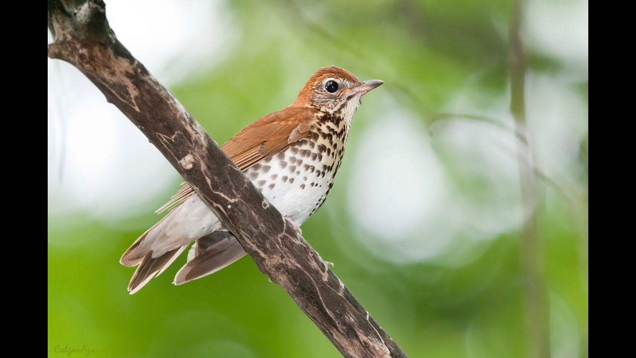 An Inside Look: Healthy Forests