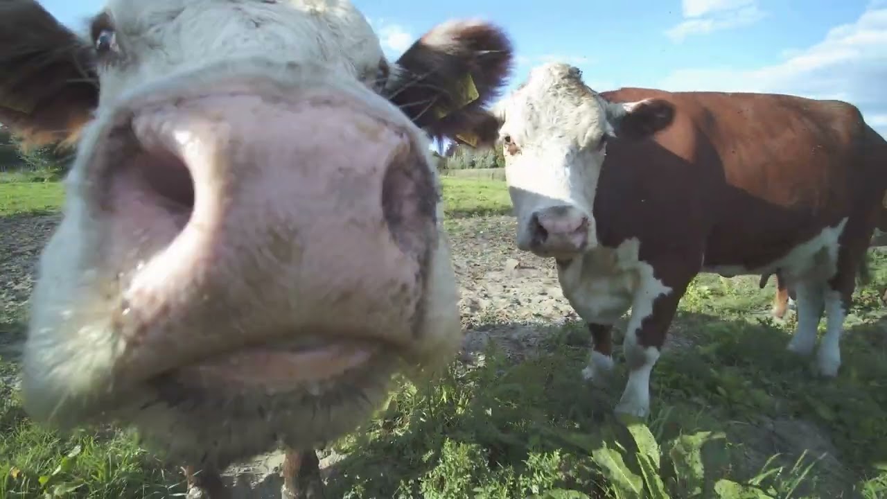 Een kijkje bij de Hereford koeien van Kees