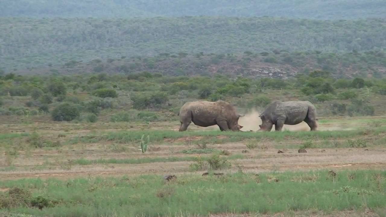 Rhino Battle