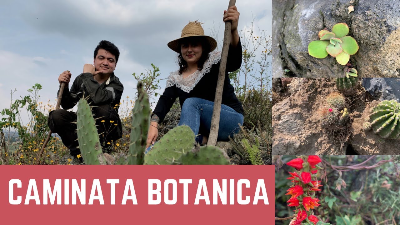 SUCULENTAS en su HÁBITAT NATURAL tour ECHEVERIA COCCINEA y más