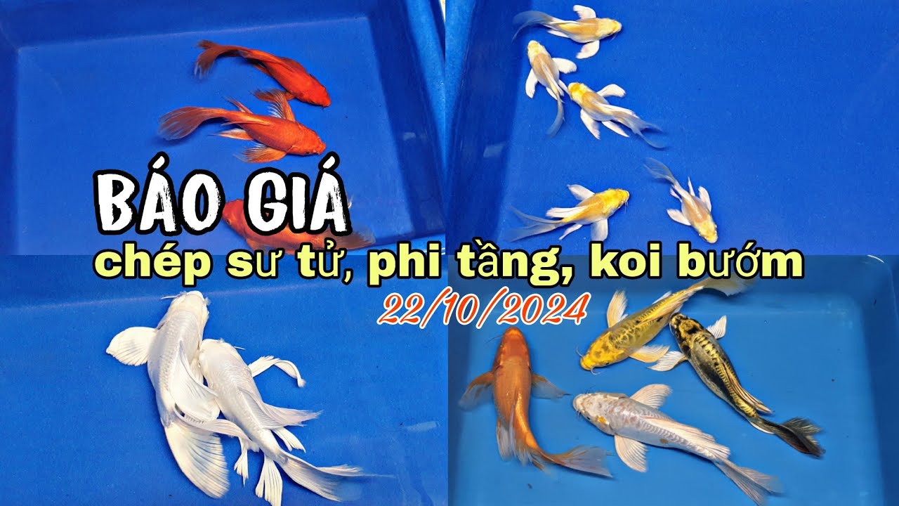 BÁO GIÁ CHÉP SƯ TỬ, PHI TẦNG, KOI BƯỚM 22/10/2024.