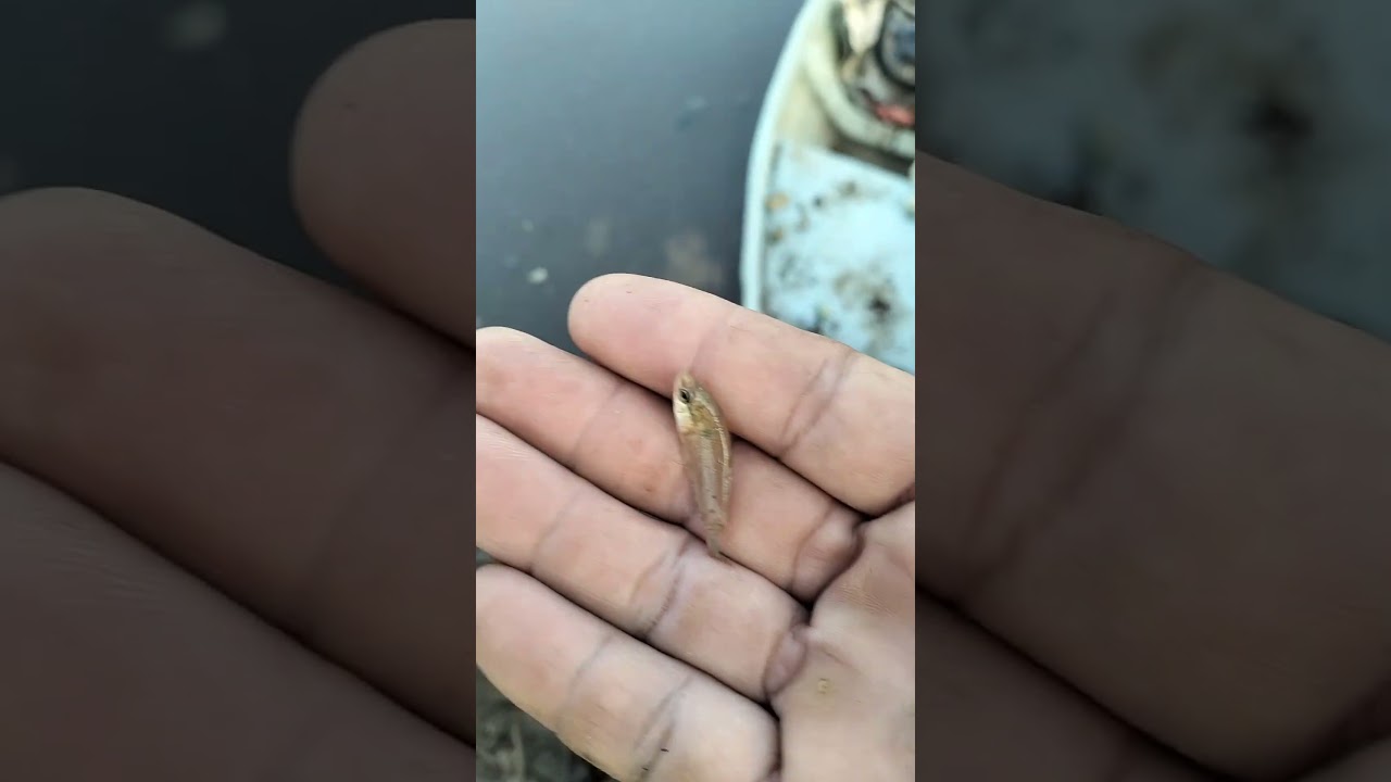 Save a fish 