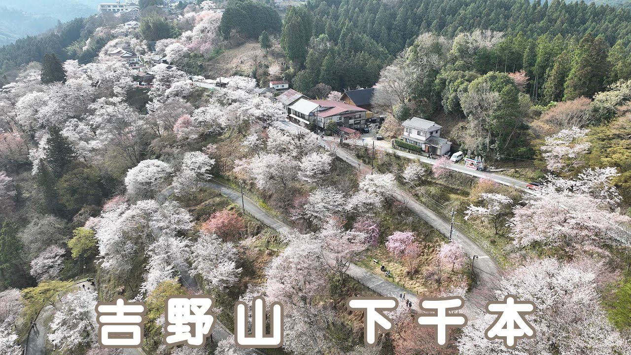 吉野山 下千本地域の満開の桜