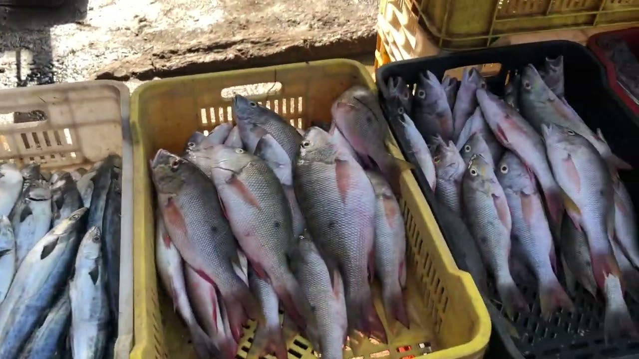 Venezuela Isla margarita, porlamar mercado de pescado