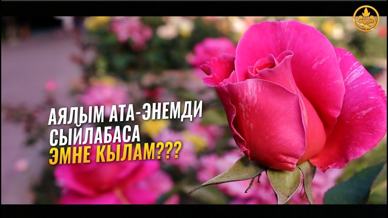 АЯЛЫМ АТА-ЭНЕМДИ СЫЙЛАБАСА ЭМНЕ КЫЛАМ... Шейх Чубак ажы