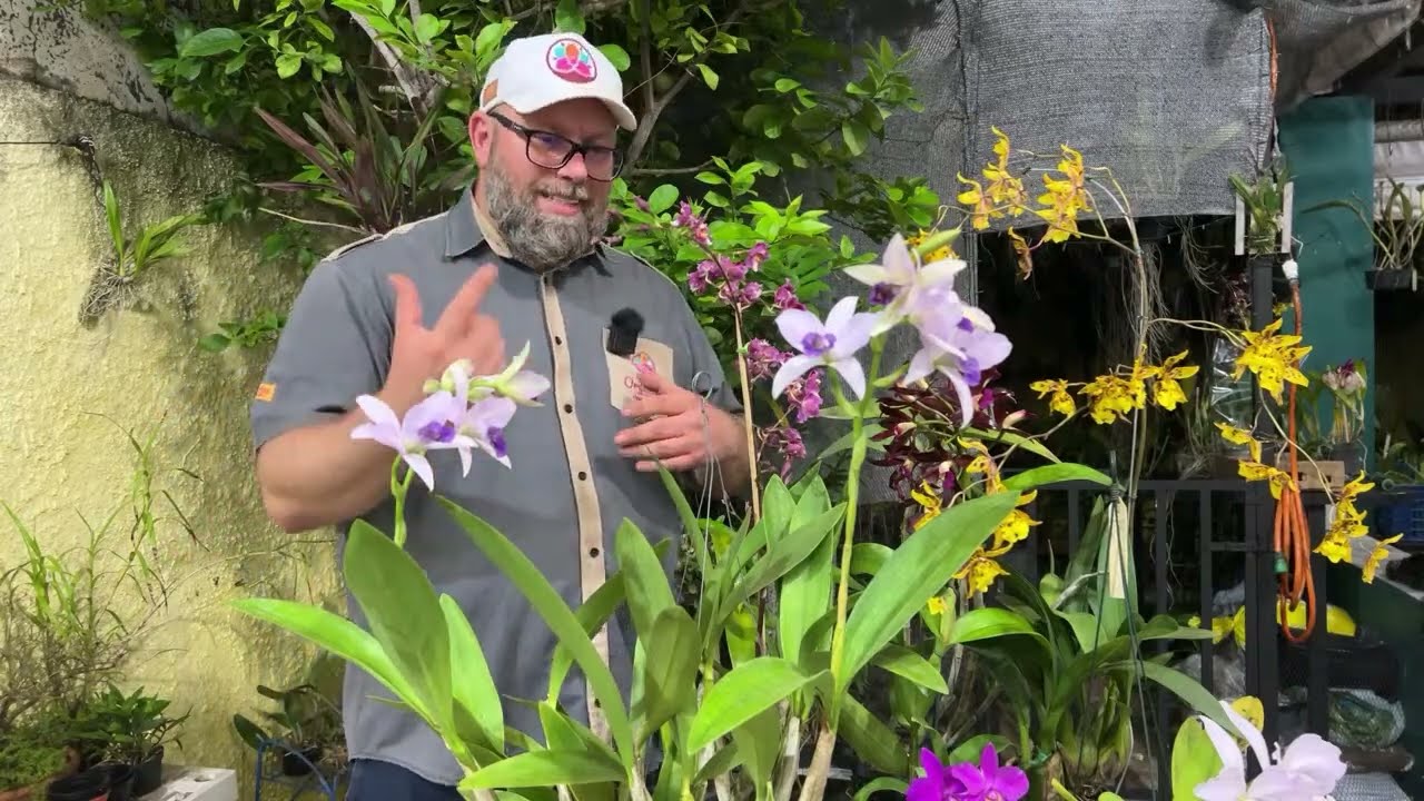 É POSSÍVEL TER ORQUÍDEAS COM FLORES O ANO INTEIRO?