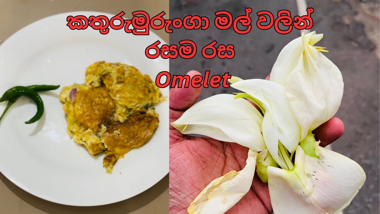 Omelet|කතුරුමුරුංගා මල් වලින් රසම රස ඔම්ලට්| Hummingbird Tree Flowers