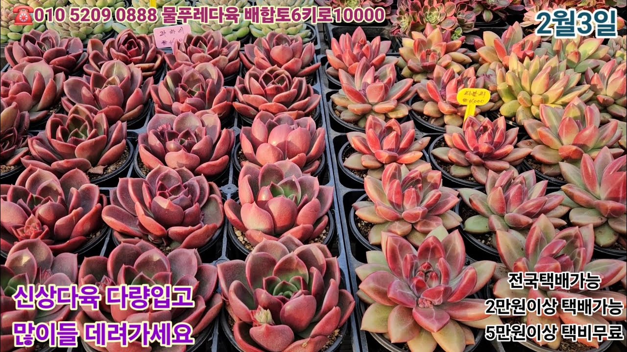 카드결제가능 (신상다육 다량입고 많이들 데려가세요 