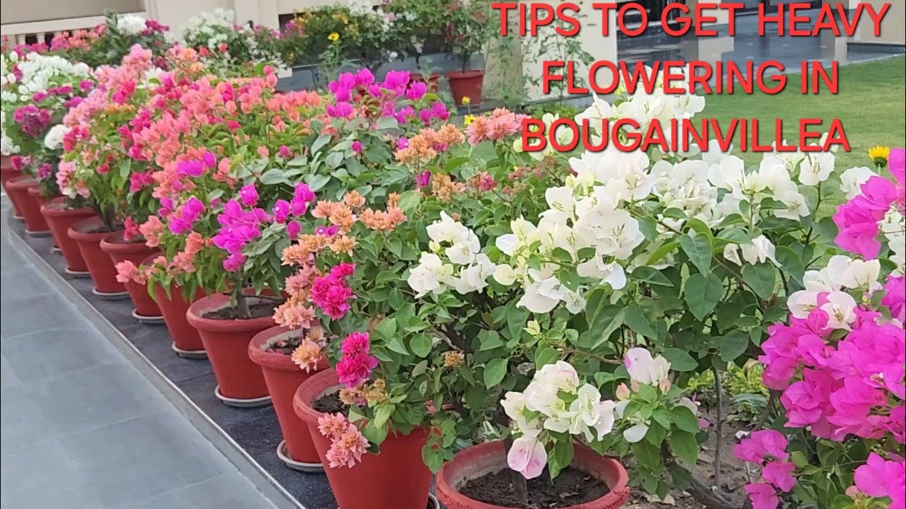 Heavy flowering in Bougainvillea in October November December || भर भर के Bougainvillea में फूल पाए