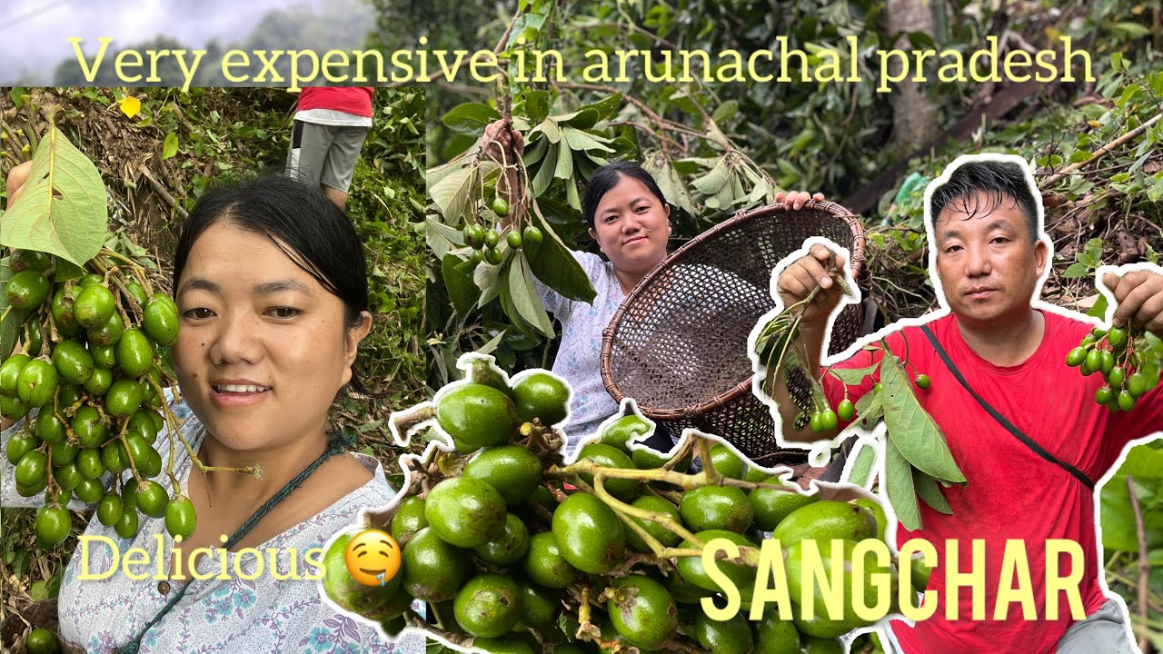 Plucked Arunachal's very expensive delicacy fruit SANGCHAR 🤤like mini avacado 🥑| village vlog