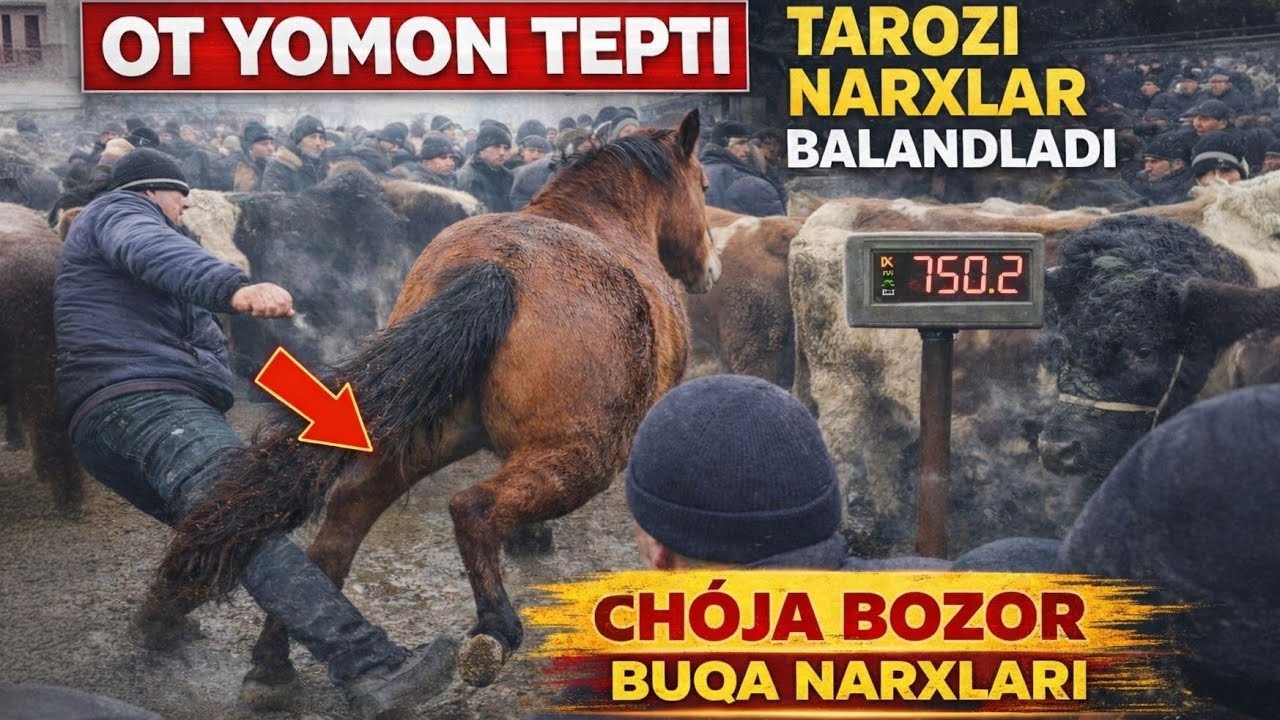 XOLDAMBEK CHÔJA BOZORI KOTTA-KICHIK BUQA NARXLARI BUGUN YOMON BÓLDI OT HAM TEPTI KAMIGA🤣😱27-YANVAR 🔥