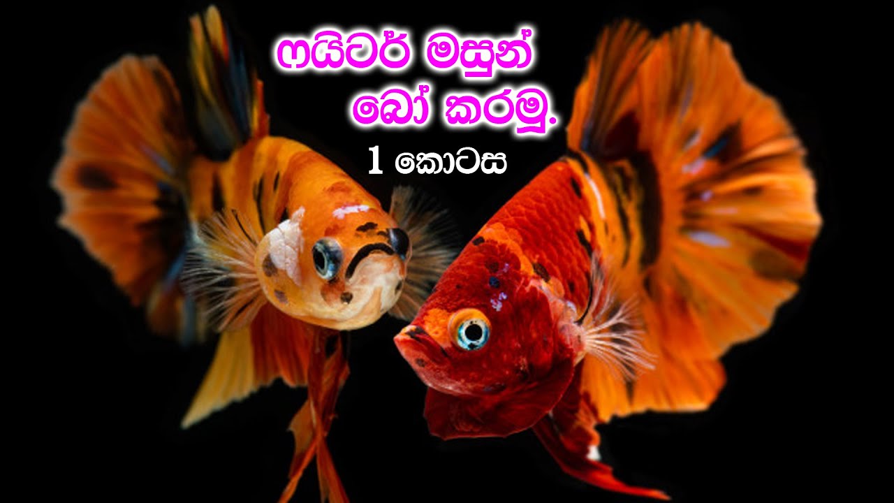 Parisaraya Marai, How to breed betta fish