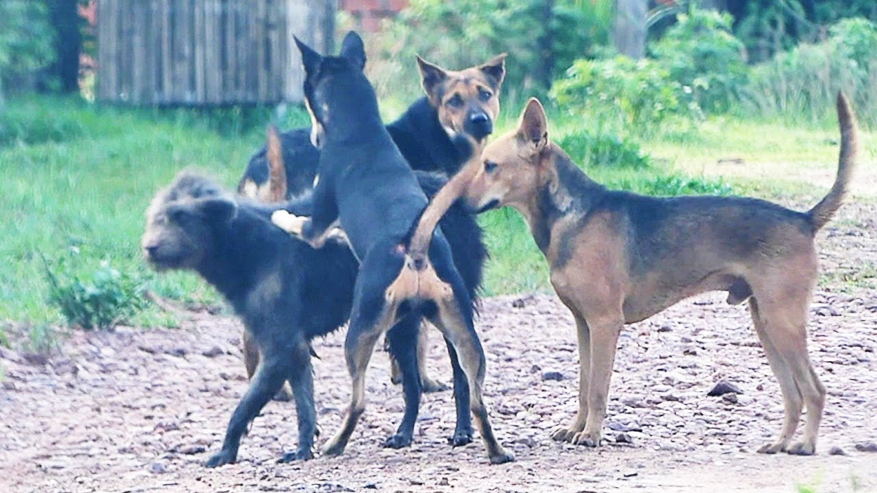 Season in the rain to those dogs || # 2290 Nature Show