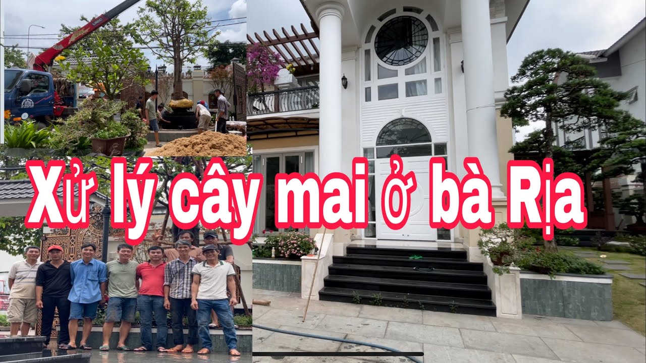 Xử lý cây mai suy ở bà Rịa,Vũng Tàu ,và ngắm nhìn khu vườn mơ ước của khá nhiều ace đam mê