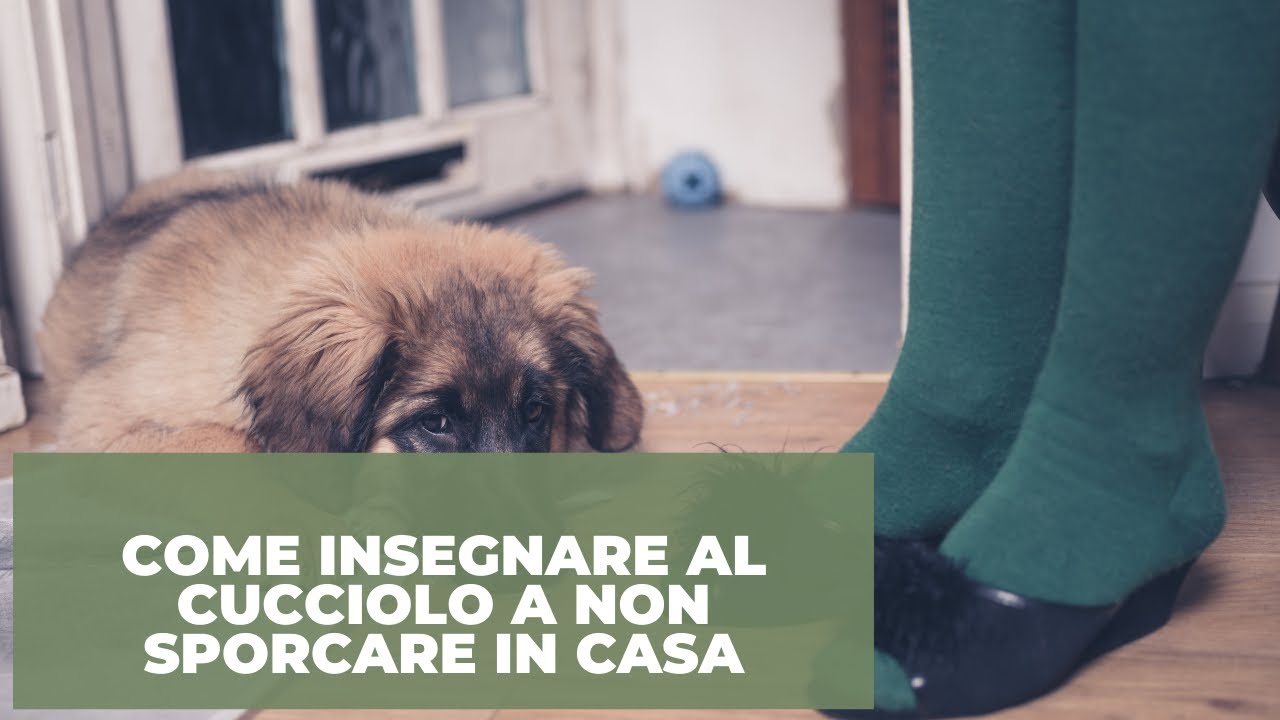 Come insegnare al cucciolo a sporcare fuori