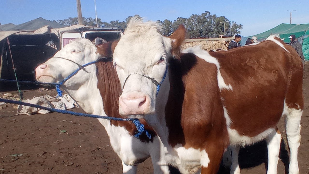 من قلب سوق الأسبوعي حد سوالم رحبة البقر المليح مع ثمن بتاريخ 11/2/2024ثمن غالي