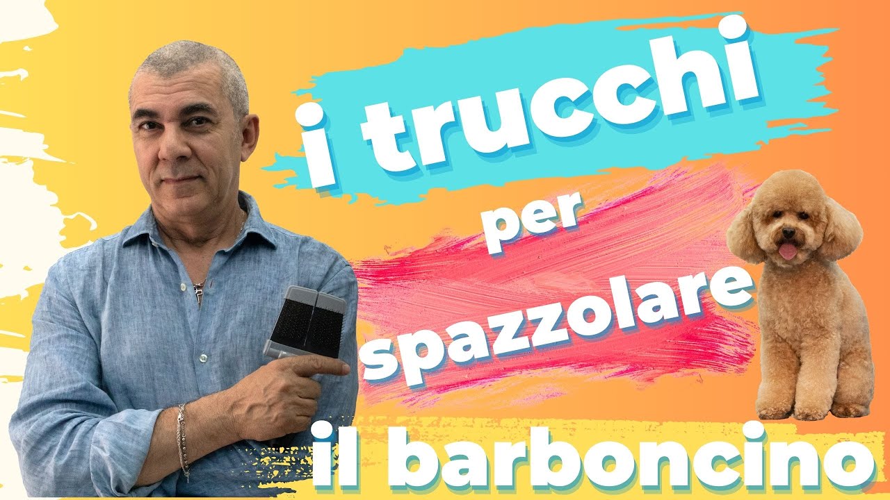 CORSO PRATICO DI TOELETTATURA - Toelettatura Corsi - SPAZZOLARE IL BARBONCINO - Cura dei manti ricci