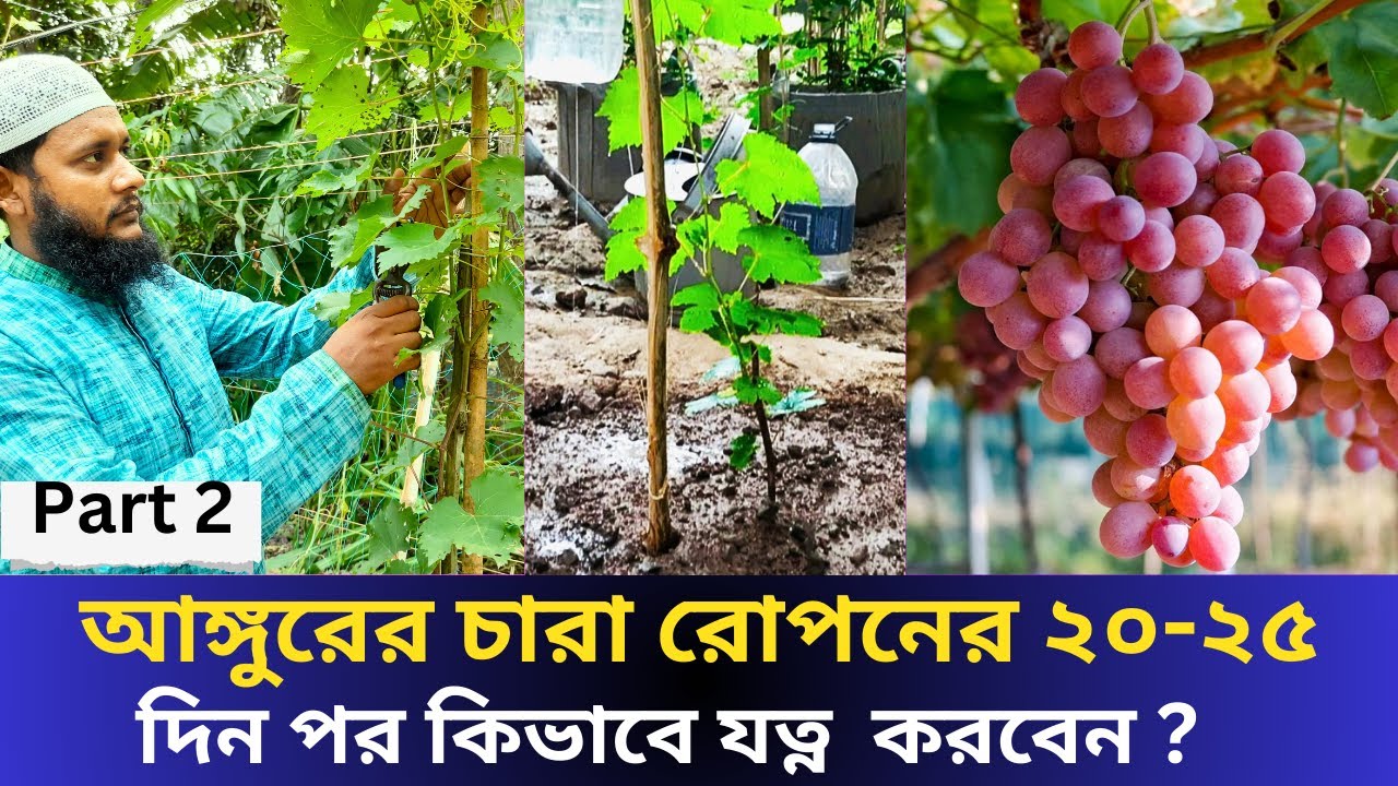 আঙ্গুরের চারা রোপনের ২০ থেকে ২৫ দিন পর কিভাবে যত্ন নিবেন । ভুল হলেই বিপদ