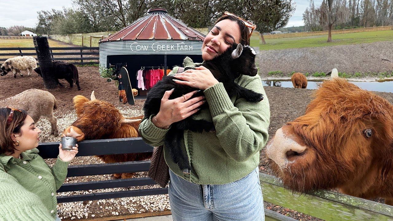 Feeding Scottish Highland Cows in Florida - Cow Creek Farm