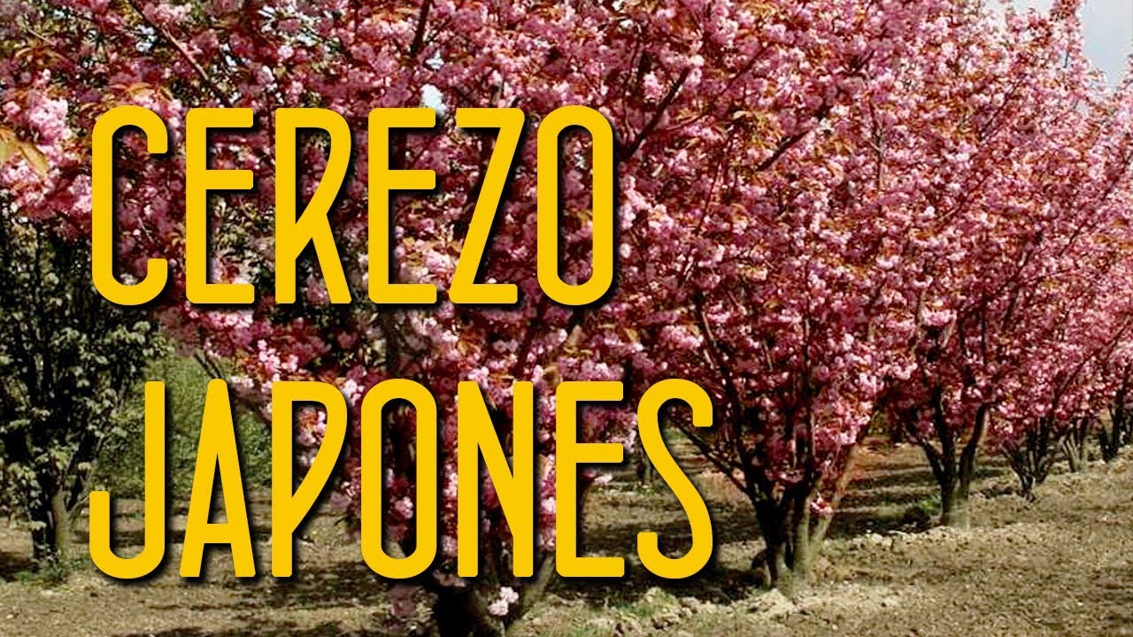 Aprende a cuidar de la sakura