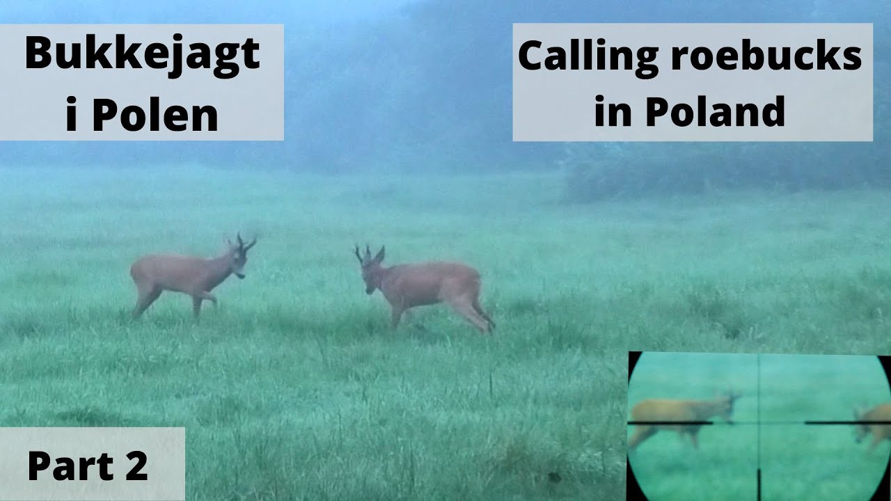Roebuck hunting in Poland - Bockjagd in Poland - Bukkejagt i Polen - Part 2