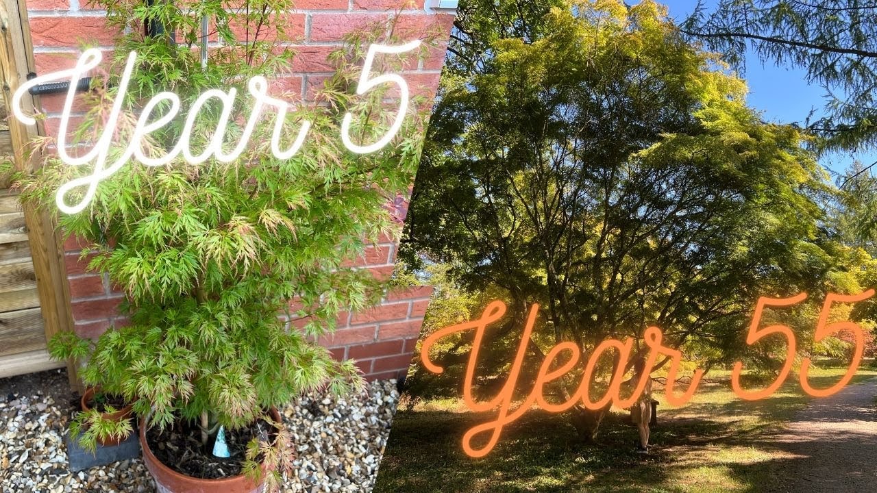 What will YOUR Japanese Maple Tree look like in years to come?