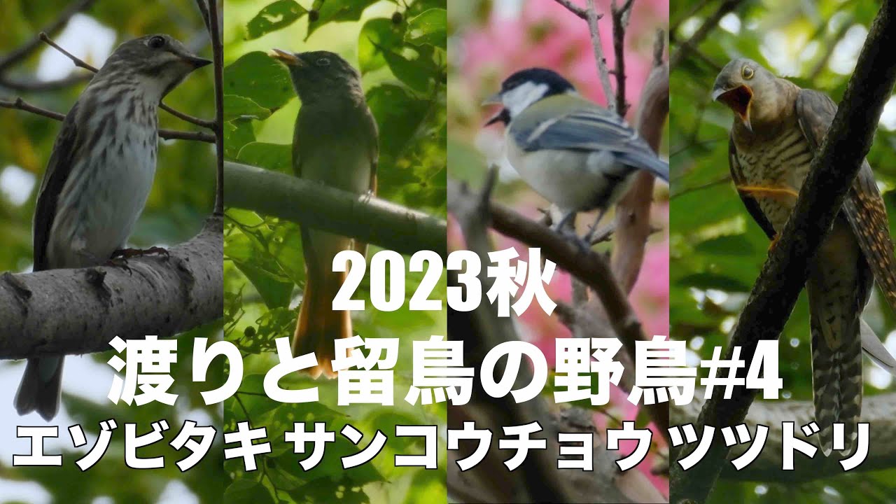 9月27日 水元公園で渡りの野鳥を探す2