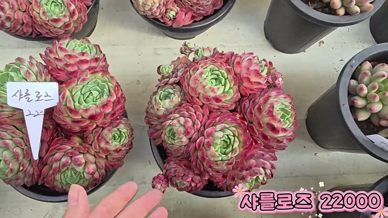 26년 2월8일  아름다운정원 판매영상#수입판매#succulent #다육이 
