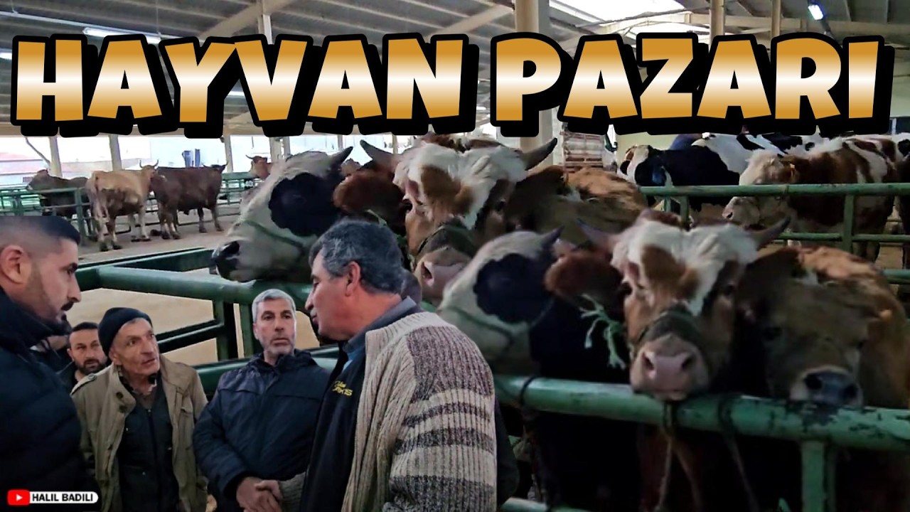 CANLI HAYVAN PAZARI , KULU