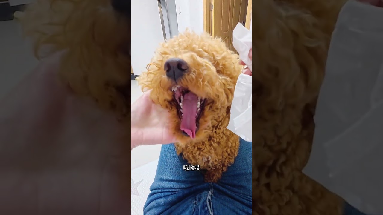 月入6K 深圳出租屋养狗体验分享 #我的萌宠 #狗 #v