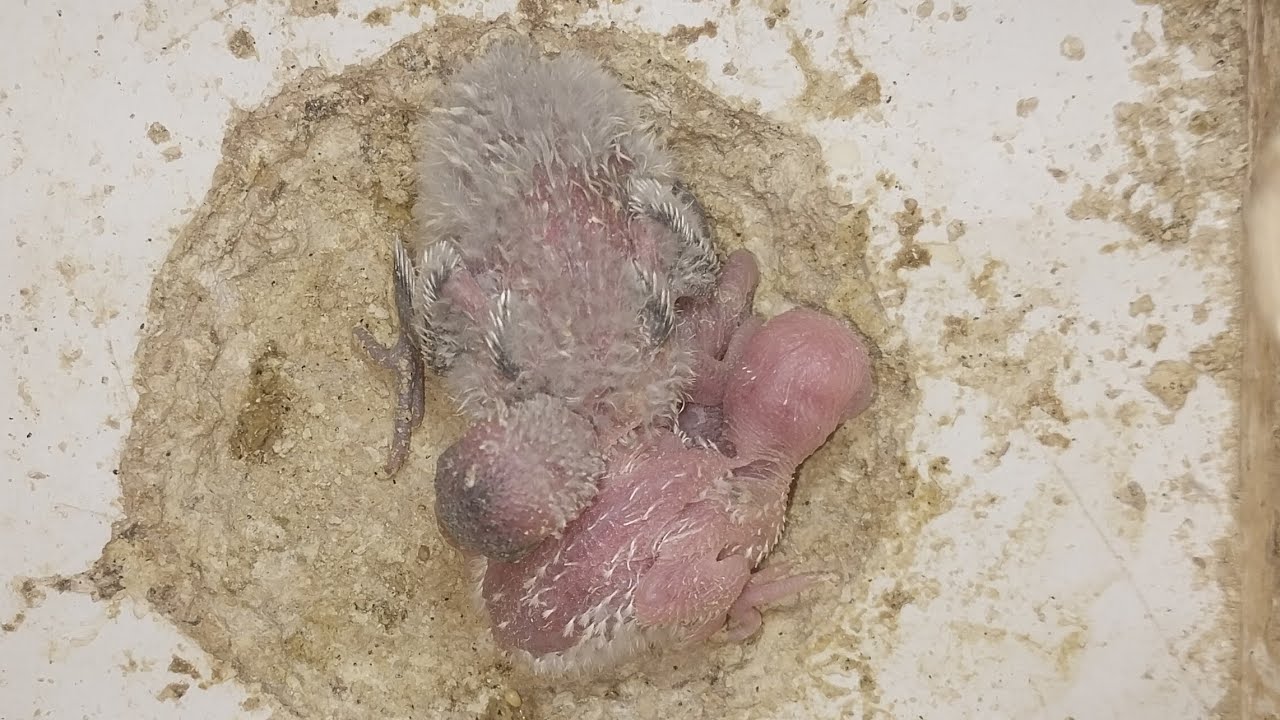 World of Budgie Baby  05.02.2026