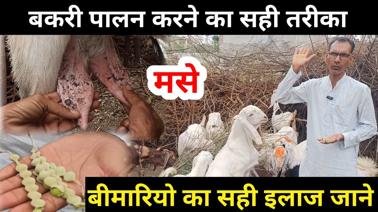 निसार बकरी पालन करने का सही तरीका बीमारियों का सही इलाज जाने।