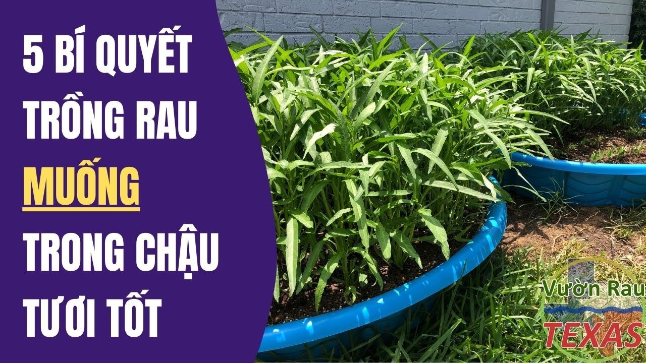5 bí quyết giúp trồng rau muống trong chậu tươi tốt ở Mỹ, kangkung in wading pool | Vườn Rau Texas