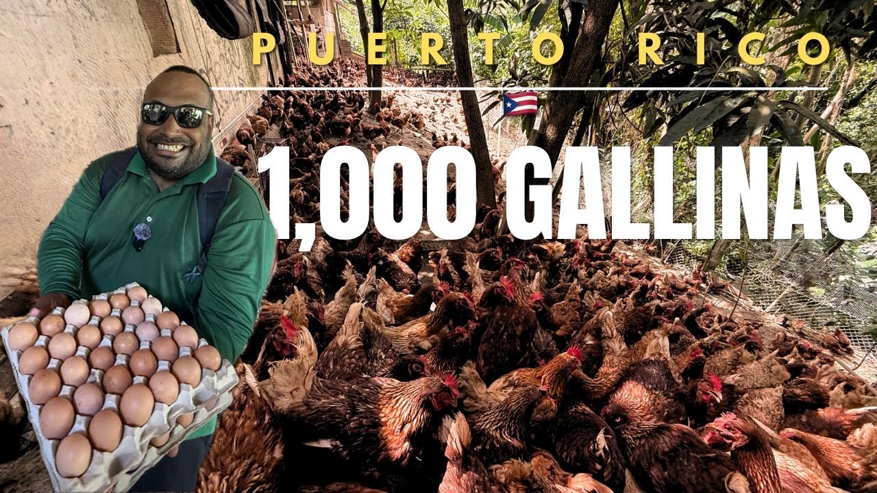 ASÍ ES UNA GRANJA CON 1,000 GALLINAS 🐓 PONEDORAS  EN PUERTO RICO 🇵🇷.