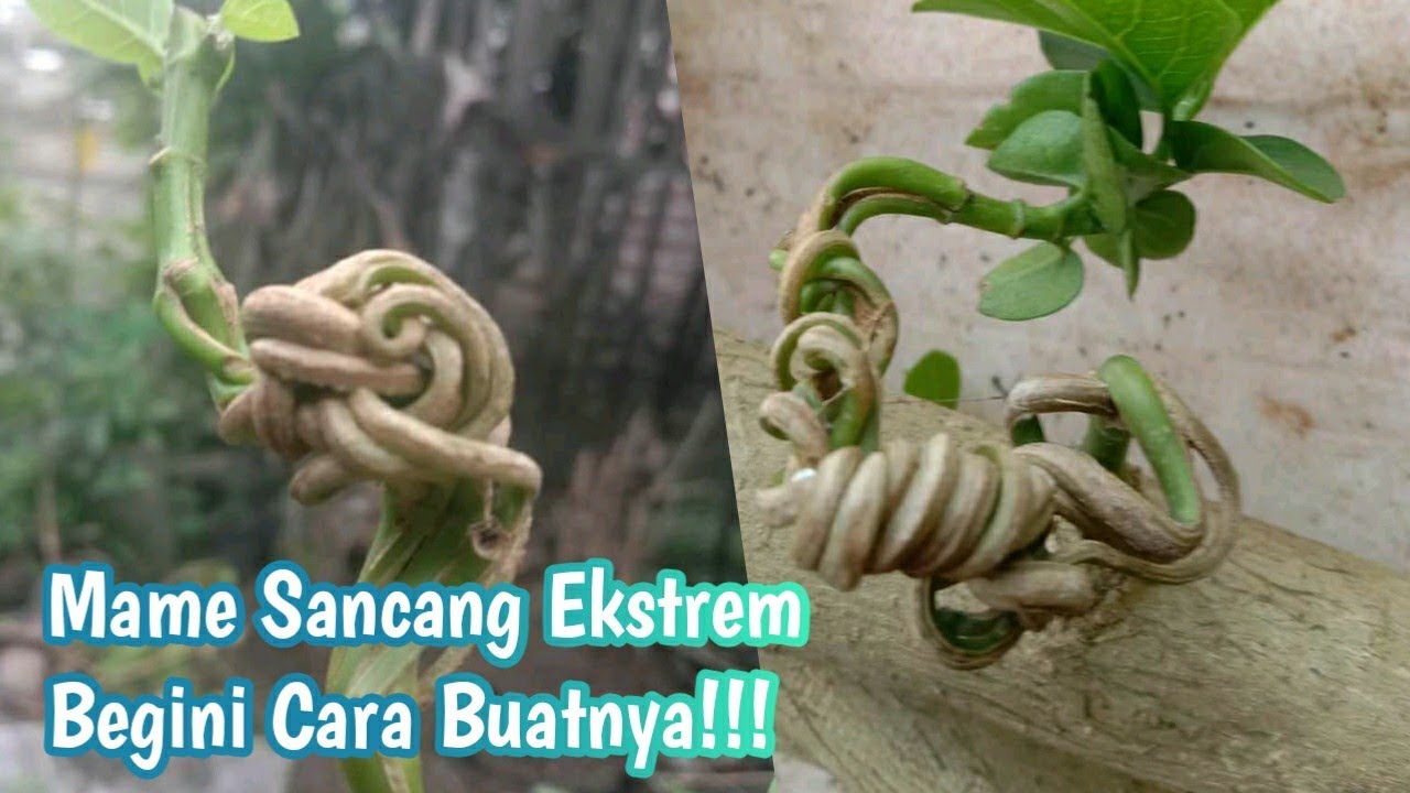 Membuat Mame Bonsai Sancang Terpelintir & Tergulung || Making Bonsai Split Twisted Stem Rolled Up