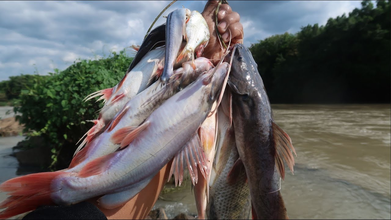 Săn Cá Lăng [Tập 2]: Sông Bé Vào Mùa