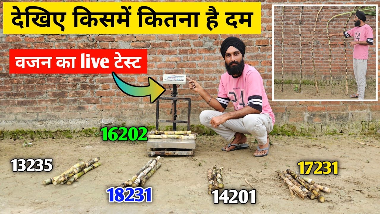 देखिए वजन का लाइव टेस्ट 16202, 18231, 13235, 17231, और 14201 गन्ना वैरायटी का