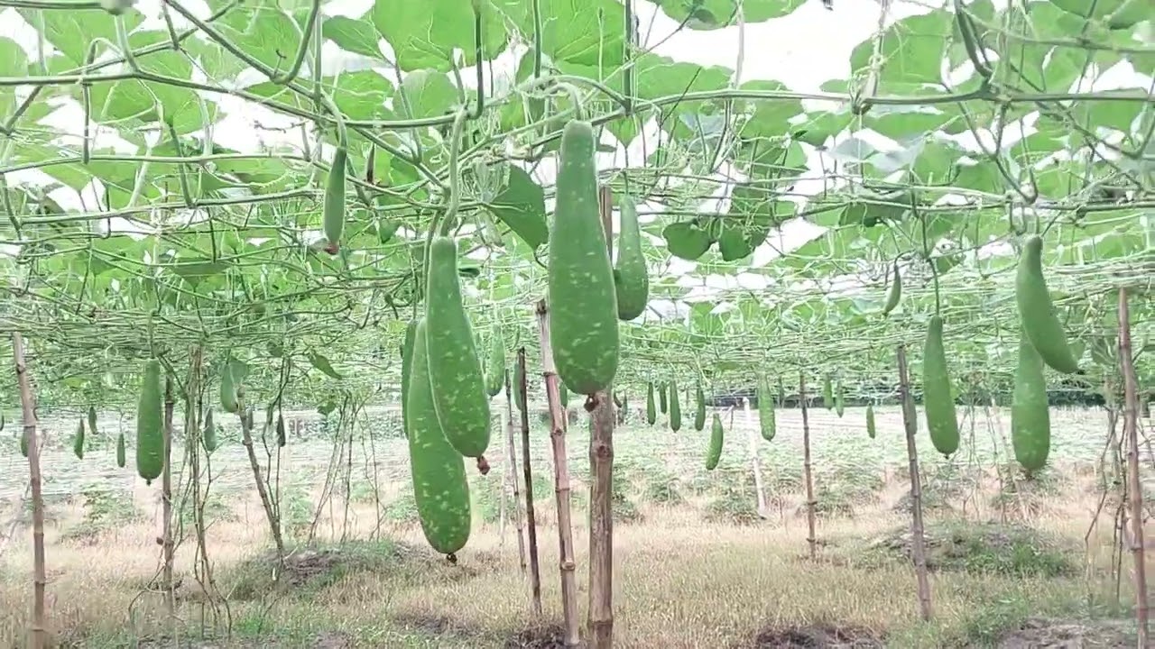 হাইব্রিড লাউ 