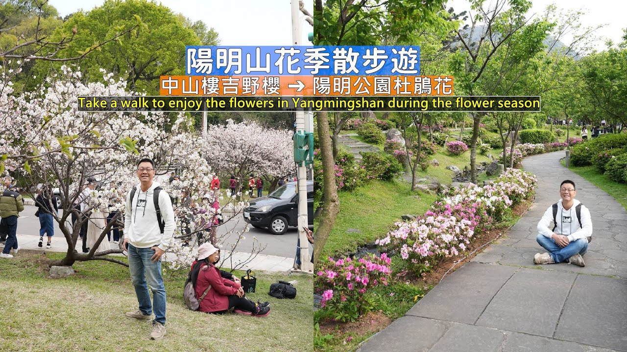 陽明山花季帶你散步賞花，從中山樓吉野櫻步行至陽明公園沿途各式各樣花卉綻放