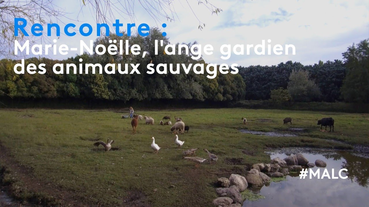 Rencontre : Marie-Noëlle, l'ange gardien des animaux sauvages