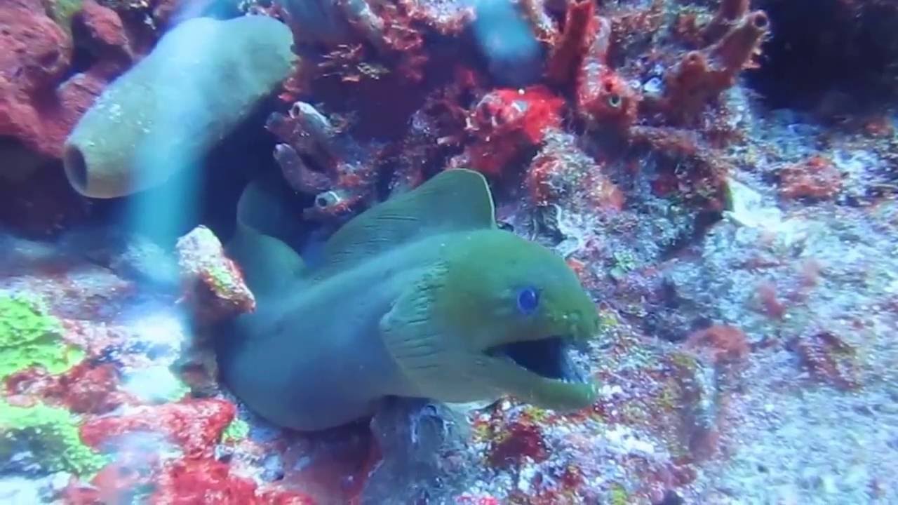 Playa del carmen arrecife, buceo, scuba diving, mar caribe Mexico