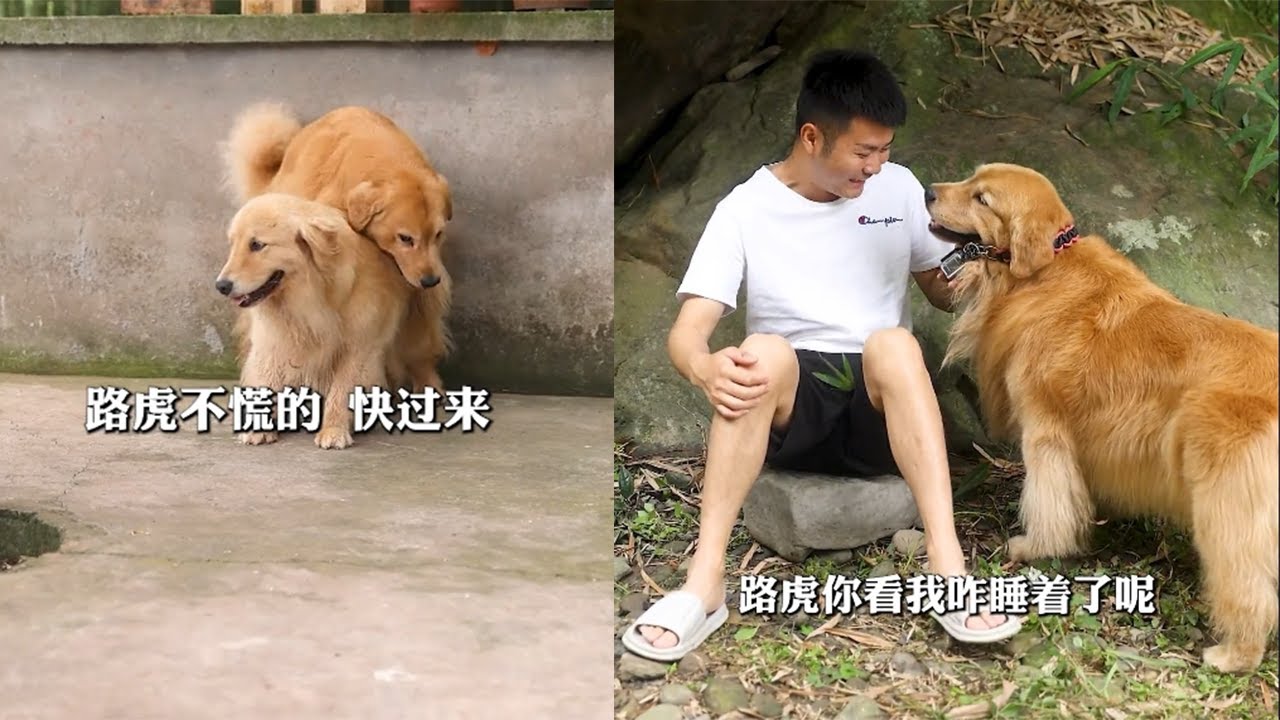 【金大毛】這個團團仗著路虎對他沒心眼，謊話是壹句接壹句，我今天就要讓他知道說謊沒得好下場！#金毛路虎#dog #金毛 #狗狗 #毛孩子